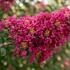 Lagerstroemia indica 'Turenne'.jpg