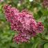 Syringa hyacinthiflora 'Esther Staley'.jpg