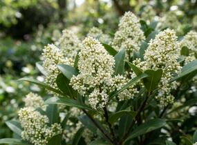 Skimie japonská 'Kew White' - Skimmia japonica 'Kew White'