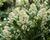 Skimie japonská 'Kew White'
