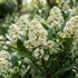 Skimmia japonica 'Kew White'.jpg