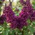 Syringa vulgaris 'Paul Deschanel'.jpg