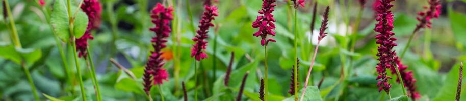 Bistorta amplexicaulis ''Blackfield''