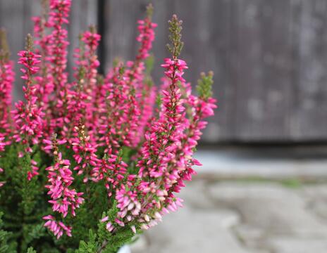 Calluna vulgaris ''''Franca'''' (Garden girls®)_02 (1)