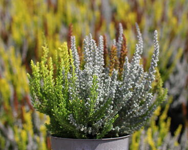 Calluna vulgaris (Sunset girls®) 'Trio Zorina, Zilly, Zeta'_01.JPG