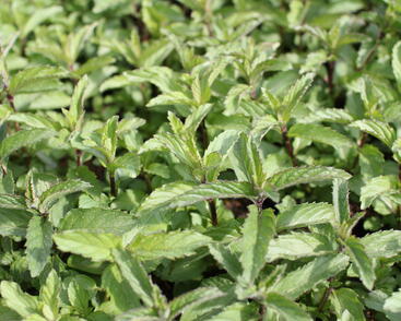 Mentha spicata 'Yakima'.JPG