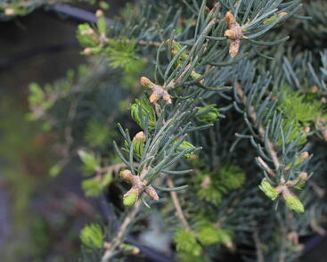 Abies concolor 'Hexe'_1.JPG