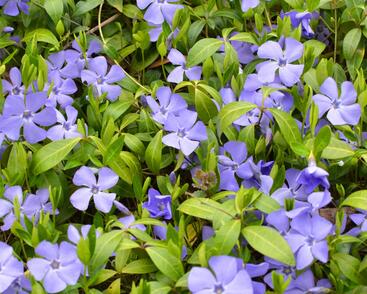 Vinca minor.jpg