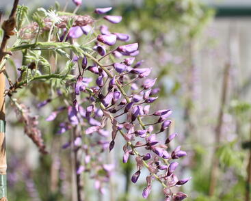 Wisteria sinensis 'Caroline'.JPG