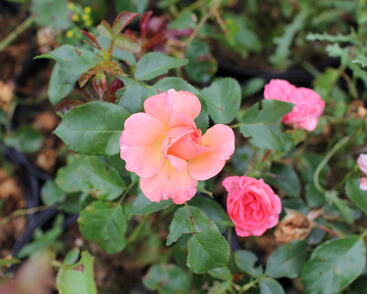 Rosa MK 'Gebrüder Grimm'.JPG