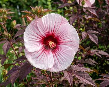 Hibiscus moscheutos 'Kopper King' (1).jpg