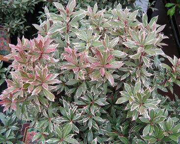 Pieris japonica 'Little Heath'.jpg