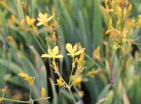 Angínovník čínský 'Gone with the Wind' - Belamcanda chinensis 'Gone with the Wind'