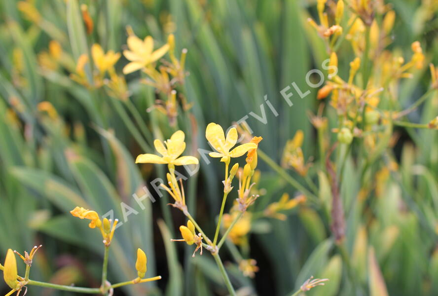 Angínovník čínský 'Gone with the Wind' - Belamcanda chinensis 'Gone with the Wind'