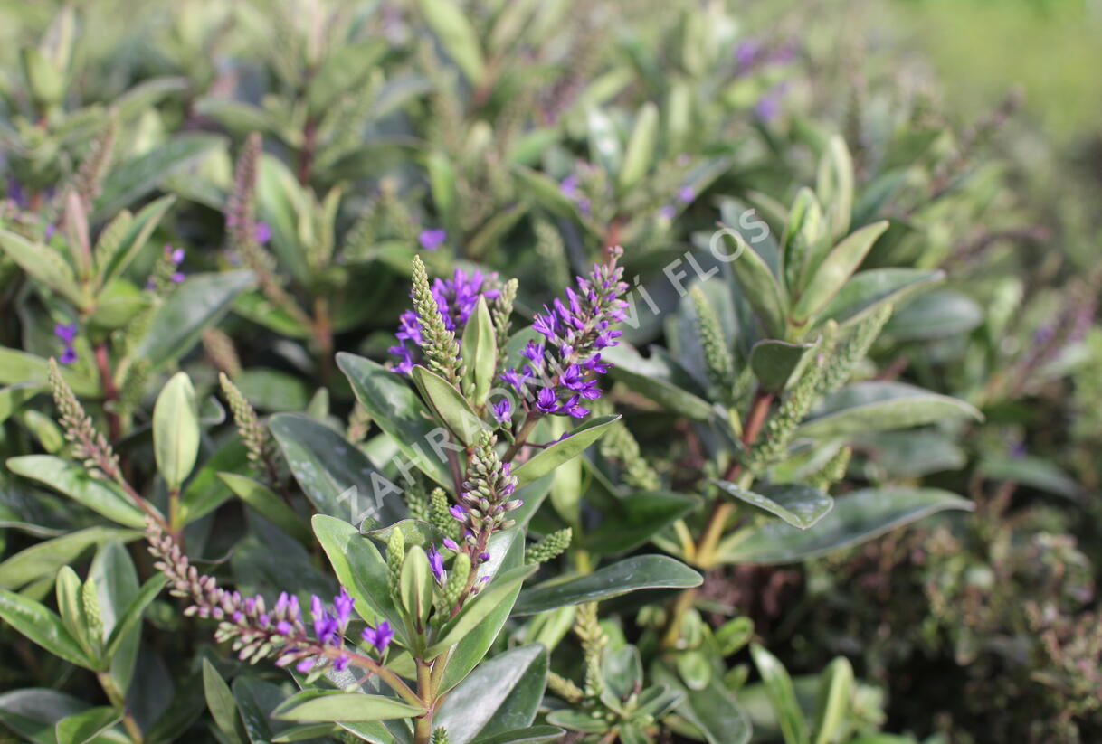 Hebe 'Outdoor Blue' - Hebe 'Outdoor Blue'
