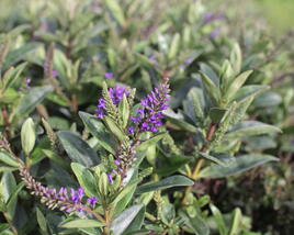 Hebe 'Outdoor Blue'