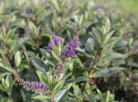 Hebe 'Outdoor Blue' - Hebe 'Outdoor Blue'