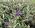 Hebe 'Outdoor Blue'