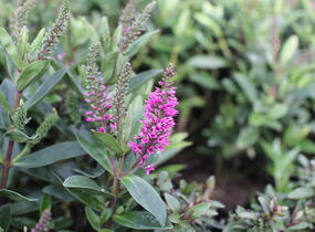 Hebe 'Outdoor Intensive Pink' - Hebe 'Outdoor Intensive Pink'