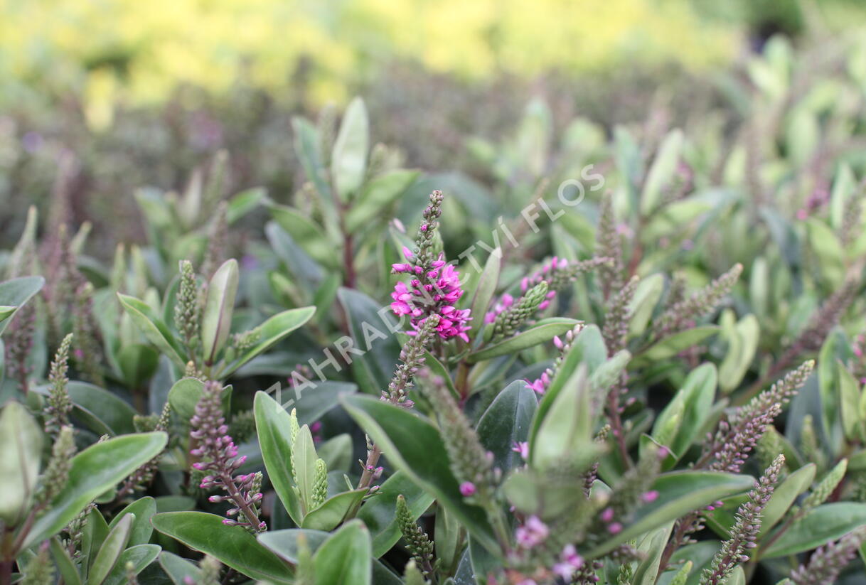 Hebe 'Outdoor Intensive Pink' - Hebe 'Outdoor Intensive Pink'