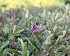 Hebe 'Outdoor Intensive Pink'
