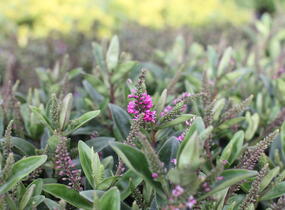 Hebe 'Outdoor Intensive Pink' - Hebe 'Outdoor Intensive Pink'