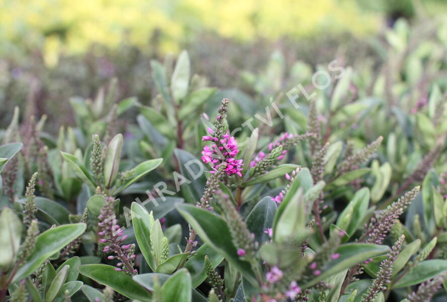 Hebe 'Outdoor Intensive Pink' - Hebe 'Outdoor Intensive Pink'