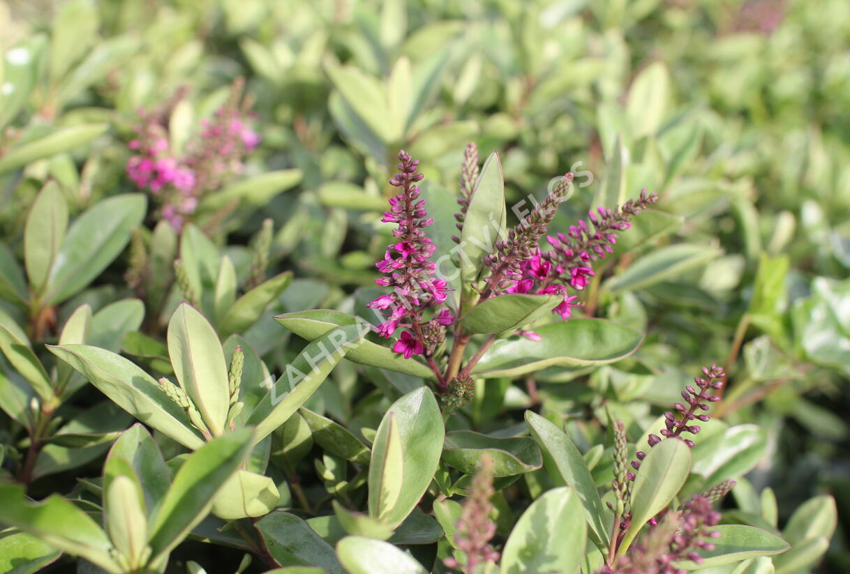 Hebe 'Outdoor Pink' - Hebe 'Outdoor Pink'