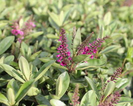 Hebe 'Outdoor Pink'