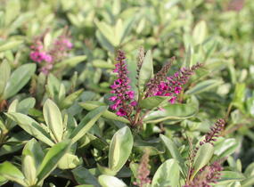 Hebe 'Outdoor Pink' - Hebe 'Outdoor Pink'