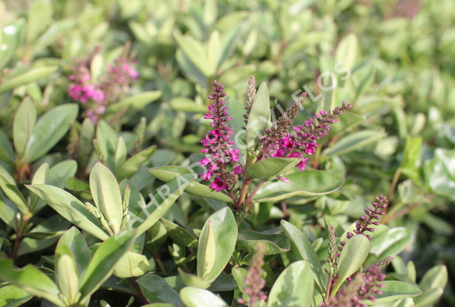 Hebe 'Outdoor Pink' - Hebe 'Outdoor Pink'