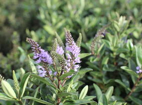 Hebe 'Outdoor Silver Blue' - Hebe 'Outdoor Silver Blue'