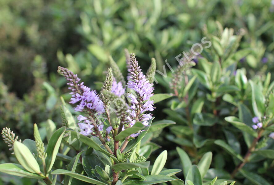 Hebe 'Outdoor Silver Blue' - Hebe 'Outdoor Silver Blue'