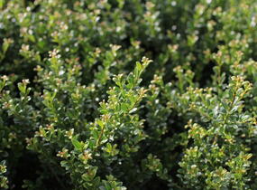 Cesmína vroubkovaná 'Glorie Dwarf' - Ilex crenata 'Glorie Dwarf'