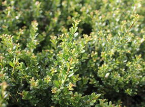 Cesmína vroubkovaná 'Glorie Dwarf' - Ilex crenata 'Glorie Dwarf'