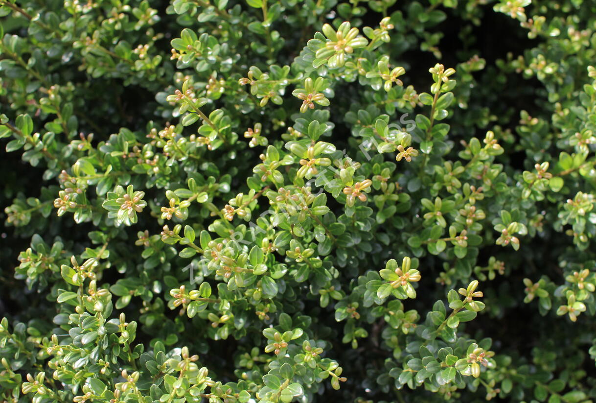 Cesmína vroubkovaná 'Glorie Dwarf' - Ilex crenata 'Glorie Dwarf'
