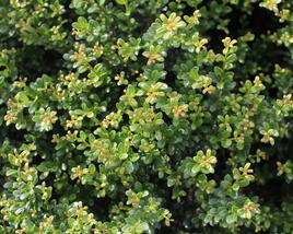 Cesmína vroubkovaná 'Glorie Dwarf'