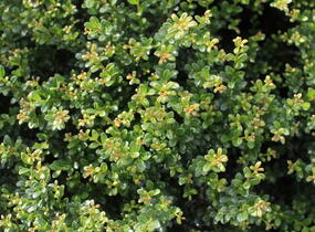 Cesmína vroubkovaná 'Glorie Dwarf' - Ilex crenata 'Glorie Dwarf'