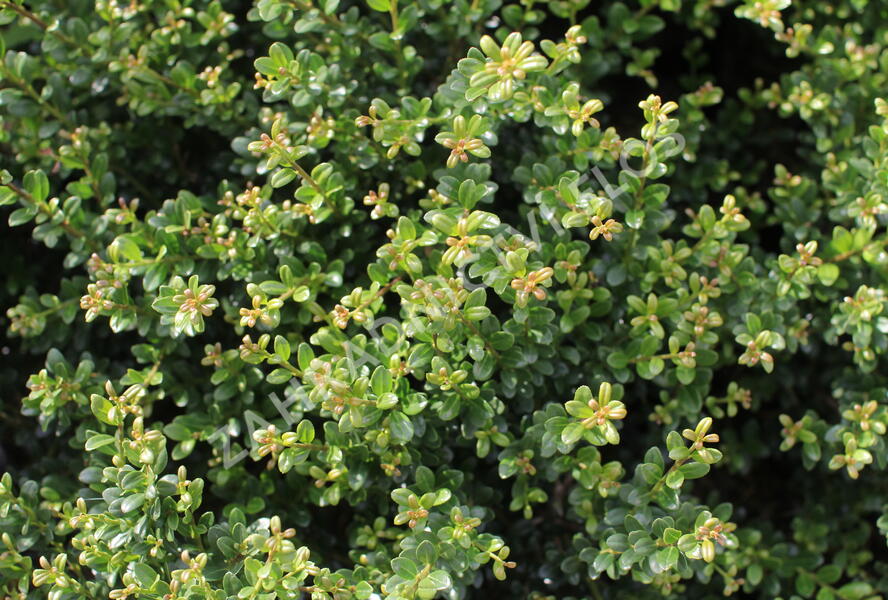 Cesmína vroubkovaná 'Glorie Dwarf' - Ilex crenata 'Glorie Dwarf'