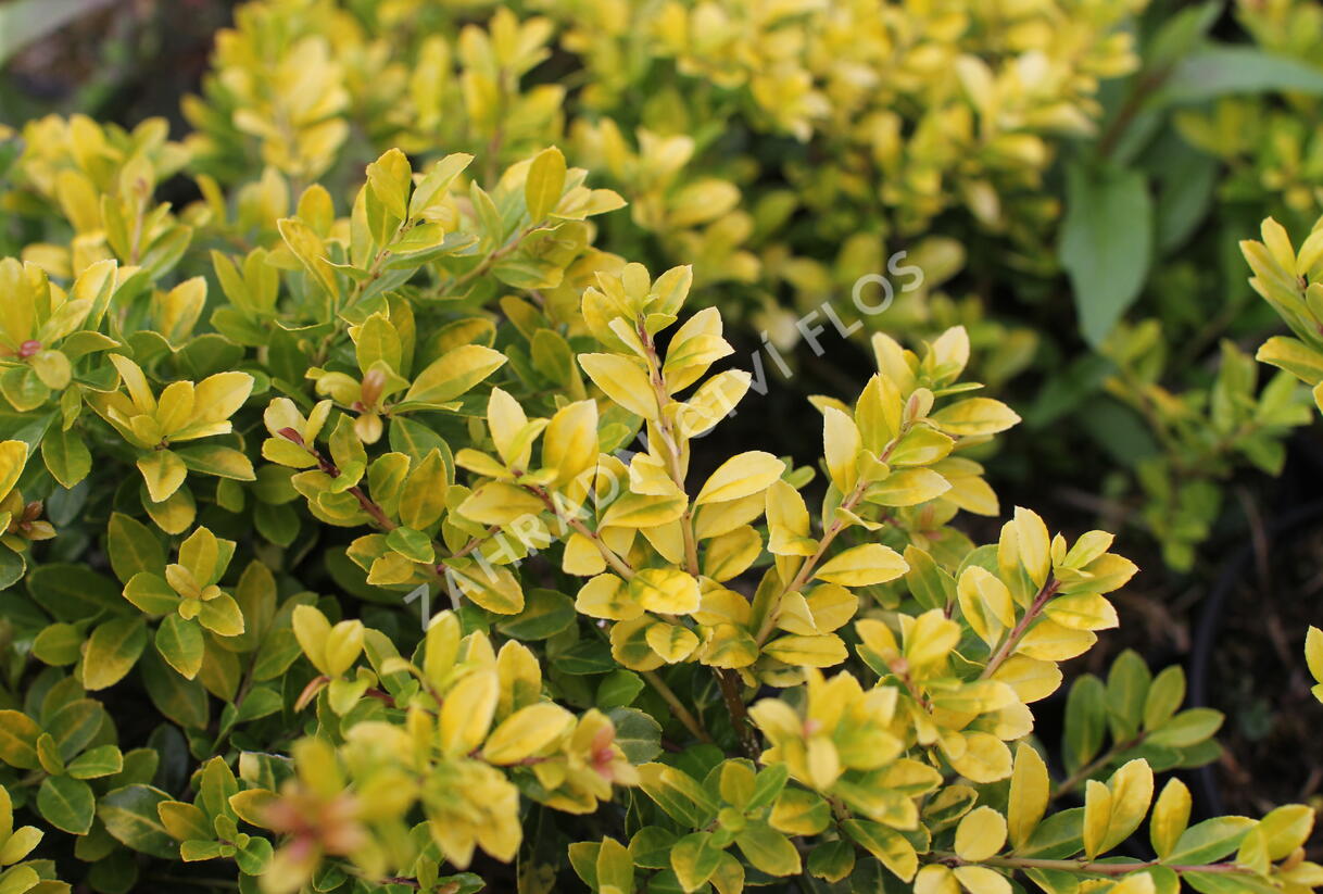 Cesmína vroubkovaná 'Golden Gem' - Ilex crenata 'Golden Gem'