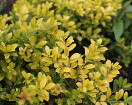 Cesmína vroubkovaná 'Golden Gem'