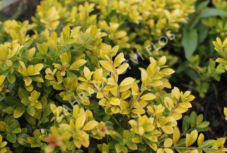 Cesmína vroubkovaná 'Golden Gem' - Ilex crenata 'Golden Gem'