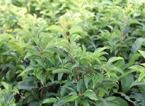 Bobkovišeň portugalská 'Brenelia' - Prunus lusitanica 'Brenelia'