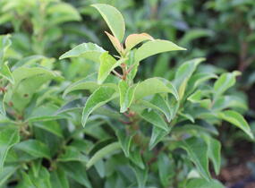 Bobkovišeň portugalská 'Brenelia' - Prunus lusitanica 'Brenelia'