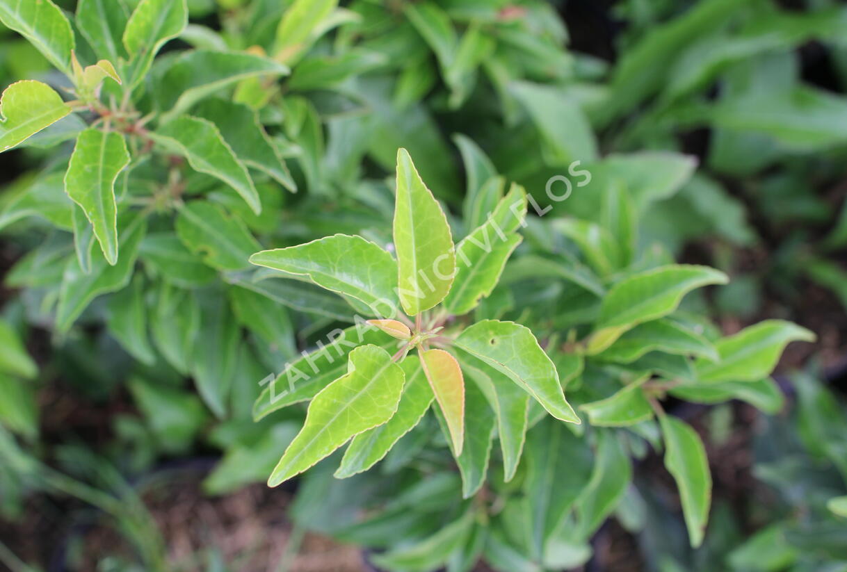 Bobkovišeň portugalská 'Brenelia' - Prunus lusitanica 'Brenelia'