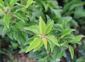 Bobkovišeň portugalská 'Brenelia' - Prunus lusitanica 'Brenelia'