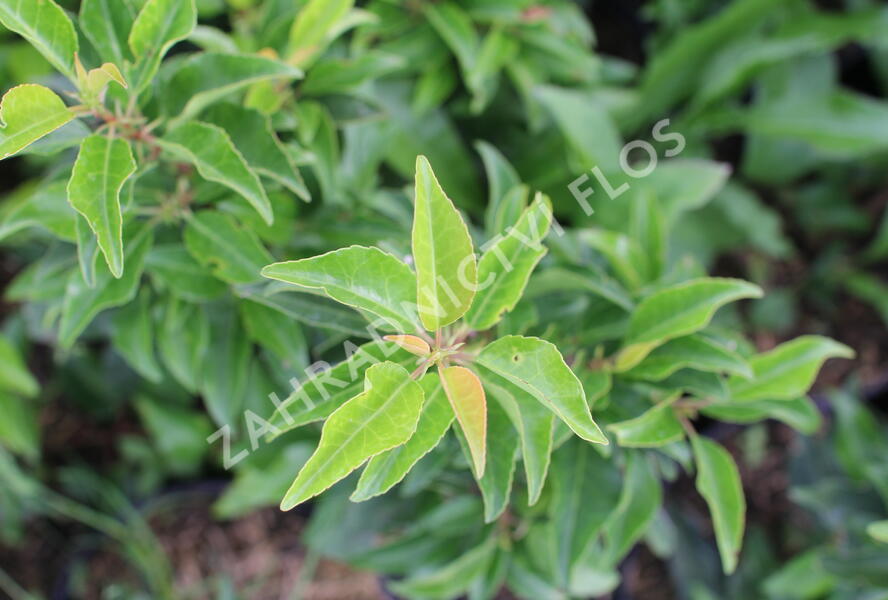 Bobkovišeň portugalská 'Brenelia' - Prunus lusitanica 'Brenelia'