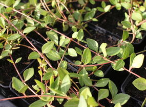 Barvínek větší 'Alba' - Vinca major 'Alba'