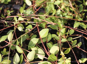 Barvínek větší 'Alba' - Vinca major 'Alba'