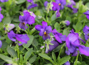 Violka růžkatá 'Deltini Blue' - Viola cornuta 'Deltini Blue'